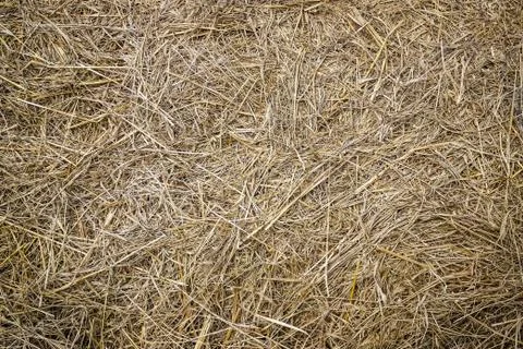 Hay, straw, grass. Stock Photos