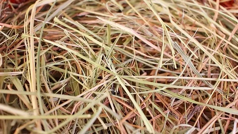 Hay straw pet bedding dry herbs grass food closeup texture pattern seamless 動画素材 102747862
