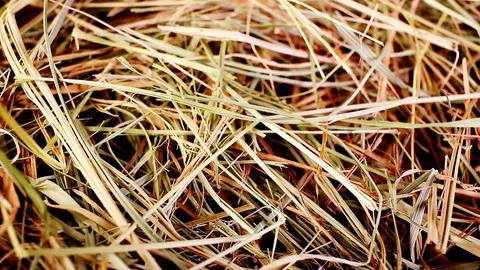 Hay straw pet bedding dry herbs grass food closeup texture pattern seamless 動画素材 102748017