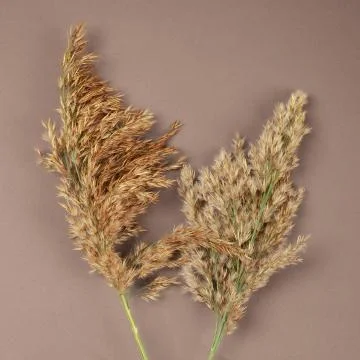 Hay straw Stock Photos