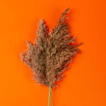 Hay straw Stock Photos
