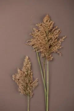 Hay straw Stock Photos