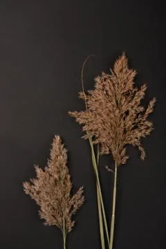 Hay straw Stock Photos