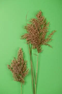 Hay straw Stock Photos