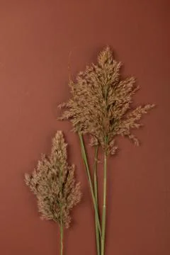 Hay straw Stock Photos