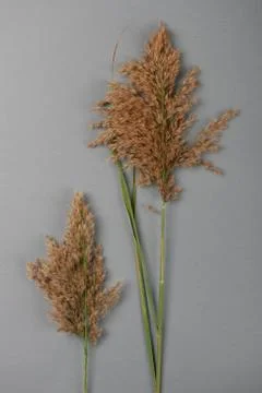 Hay straw Foto stock