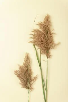 Hay straw Stock Photos