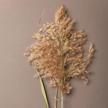 Hay straw Stock Photos