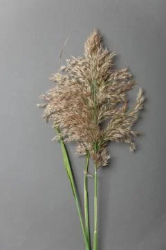 Hay straw Stock Photos
