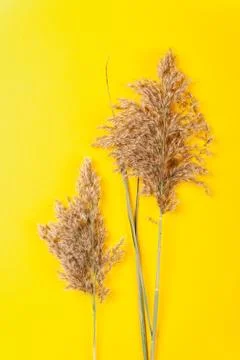 Hay straw Stock Photos