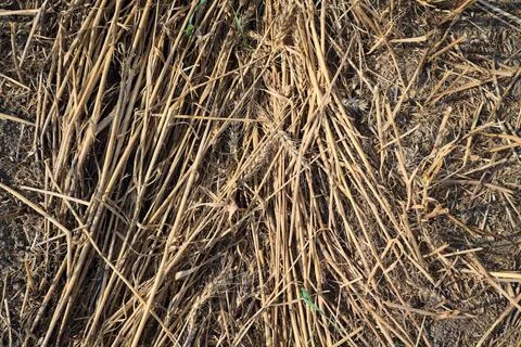 Hay straws on the ground Stock Photos