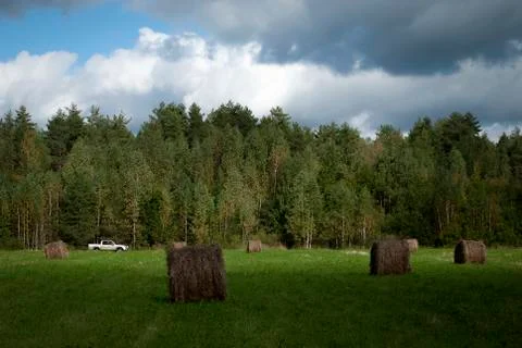 Hay in swaths in the background of the forest. Stock Photos