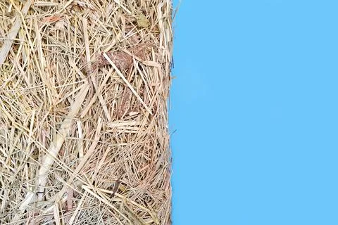 Hay texture and blue background, top view, copy space Stock Photos