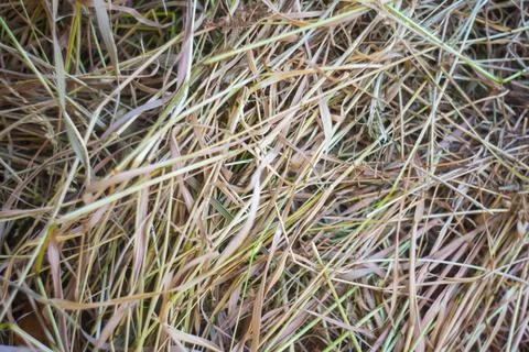 Hay texture close-up Stock Photos