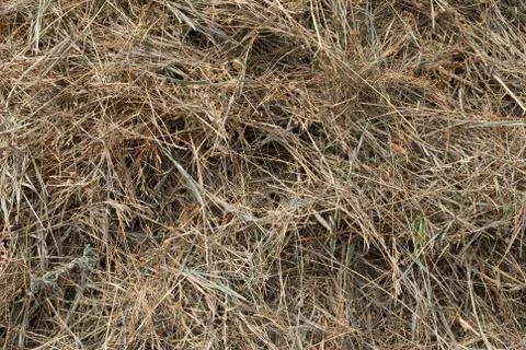 Hay texture Stock Photos