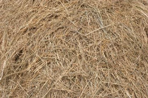 Hay texture Stock Photos