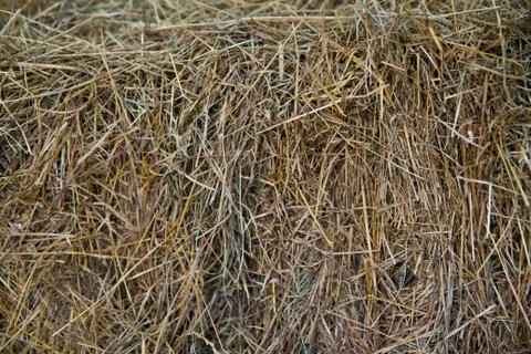 Hay texture Stock Photos