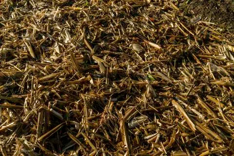 Hay texture Stock Photos