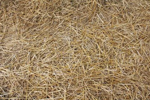 Hay texture Stock Photos