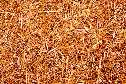 Hay texture Stock Photos