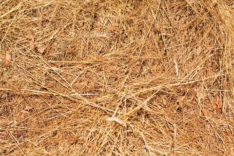 Hay texture. Фото