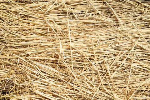 Hay texture Stock Photos