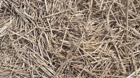 Hay texture Stock Photos