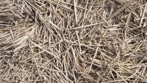Hay texture Stock Photos
