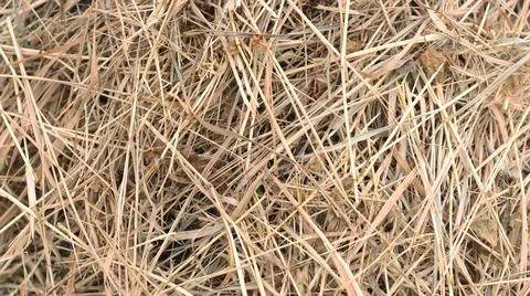 Hay texture. A pile of straw Stock Photos