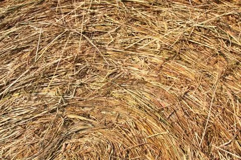 Hay texture - surface of hay bale with circular structure Foto stock