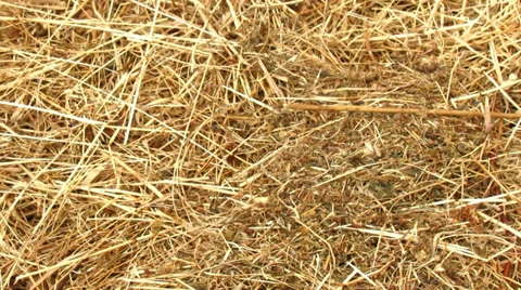 Hay - tilt up Stock Footage 38131134