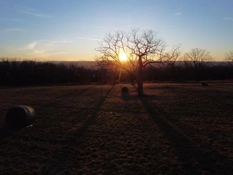 Hay tree Stock Photos