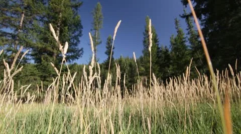 Hay trees forest nature dolly Stock Footage 8994937