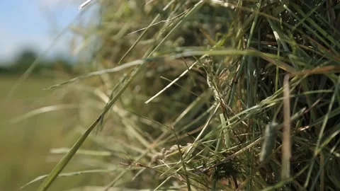 HAY IN THE WIND Stock Footage 158126579