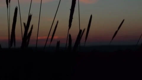 Hay In The Wind At Sunset Stock Footage 160166240
