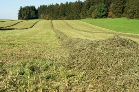 Hay windrows in the field Stock Photos