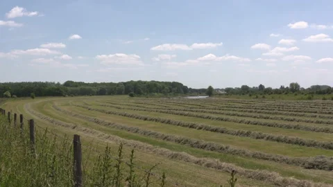 Hay windrows follow a bend of the river IJssel (in background) Stock Footage 132804236