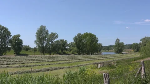 Hay windrows follow a curve  of the river IJssel (in background) - no boat Stock Footage 134693672