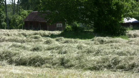 Hay windrows Video stock 488573