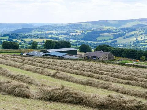 Hay windrows lined in front of farm buildings. Stock Photos