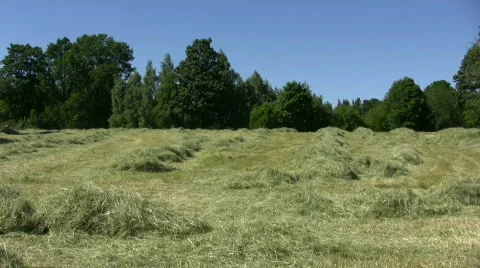 Hay windrows in the wind Stock Footage 575910