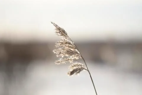 Hay in winter Stockfoto's