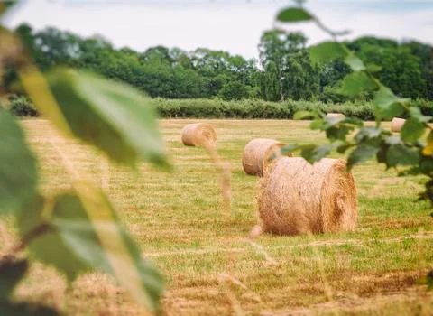 Haybales 스톡 사진