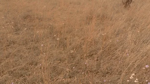 Hayes field Stock Footage 114668739