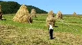 Hayfield HD Footage
