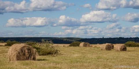 Hayfield Stock Photos