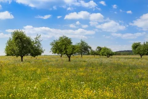 Hayfield in spring Stock Photos