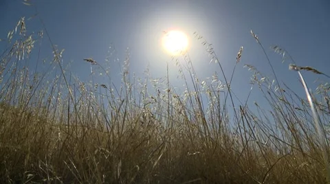 Hayfield, sun in background, wide Video stock 7752677