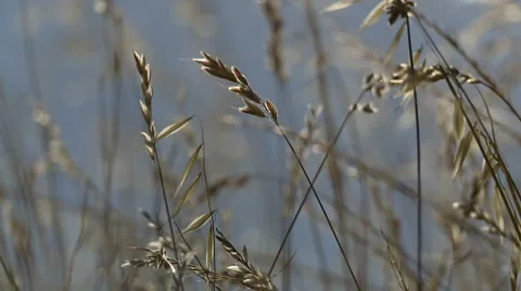 Hayfield, sun as backlight, medium close Video stock 7750194