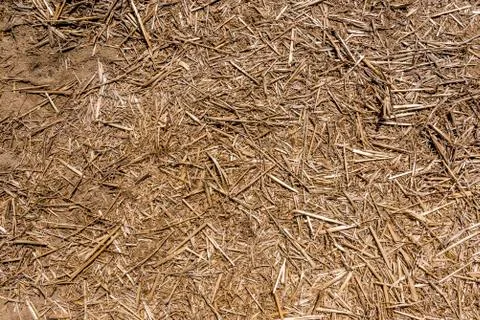 Hay/Grain texture 스톡 사진